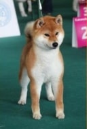 Criadora de Shibas