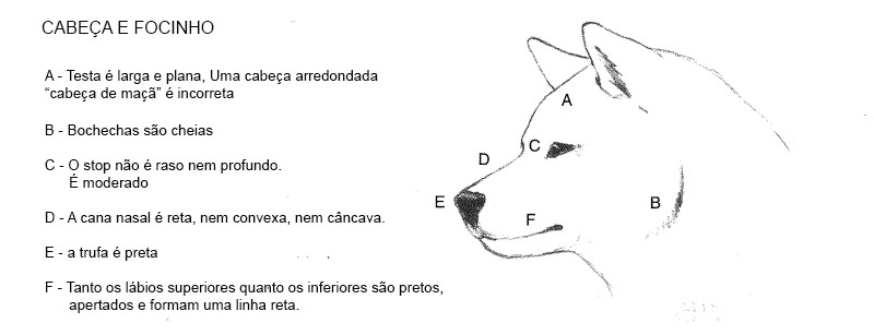 Cabeça do Shiba