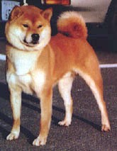 Pelagem do Shiba