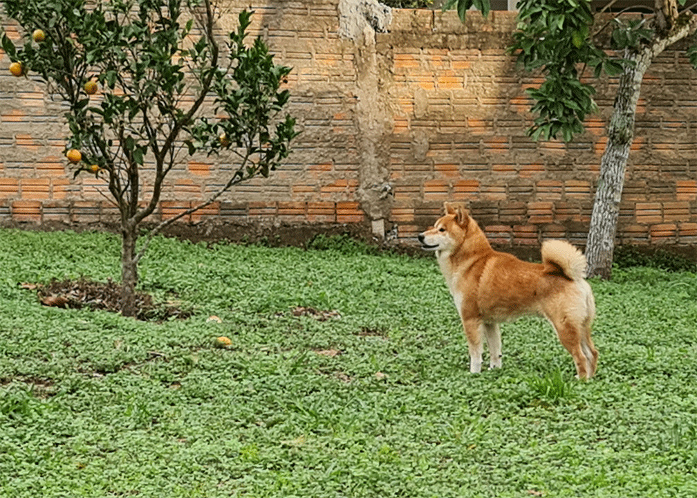 Machos Shiba