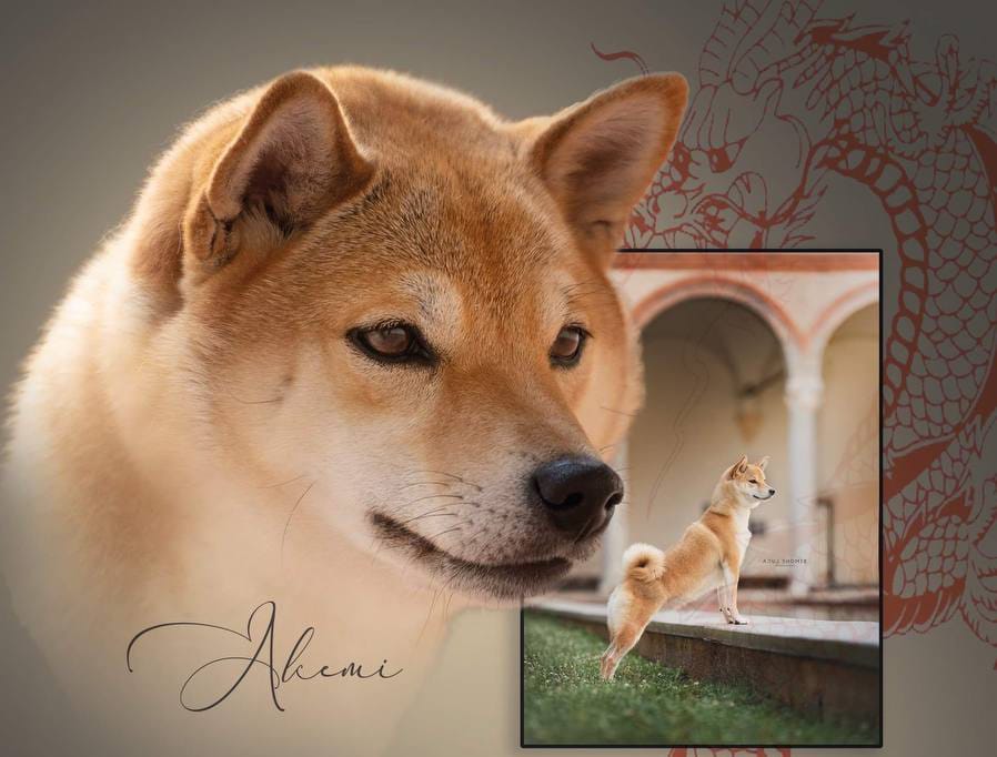 Shiba