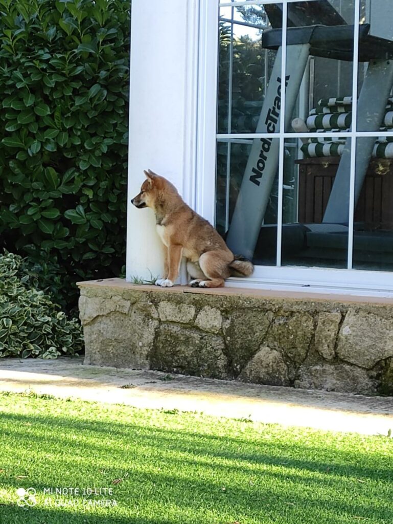 Shiba importado da Itália 