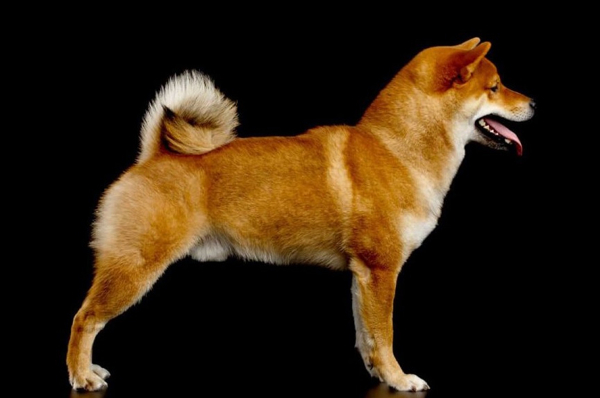 shiba_inu_coat