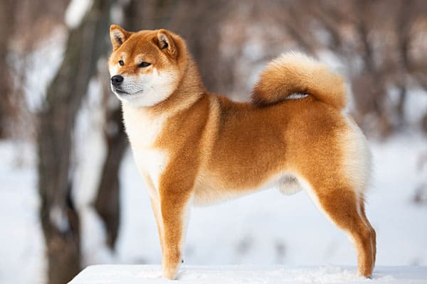 Pelo do SHiba