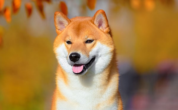 Shiba com belo olhar