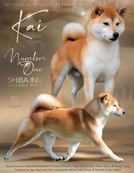 Kai, um bom shiba 