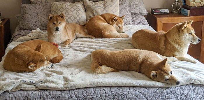 Vários shibas em cima de uma cama