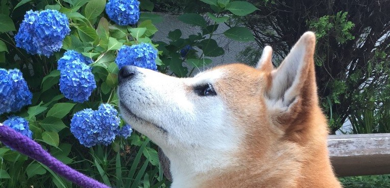 Shiba em flores