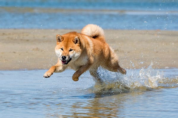 Shiba mergulhando