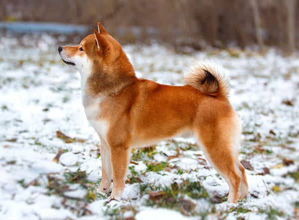 Criação de Shiba de boa qualidade