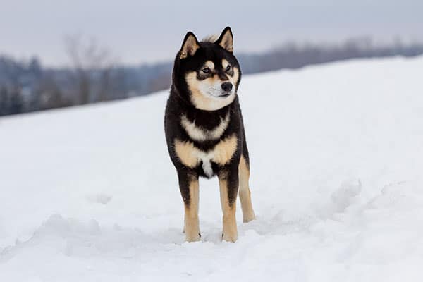 Shiba na neve