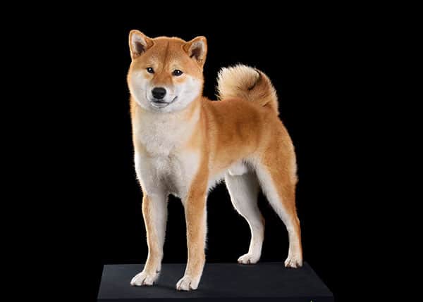 Imagem de Shiba bonito