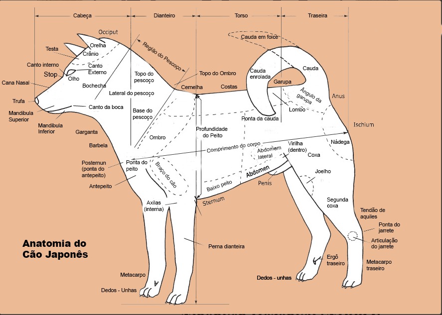 Anatomia do Cão Nativo Japonês