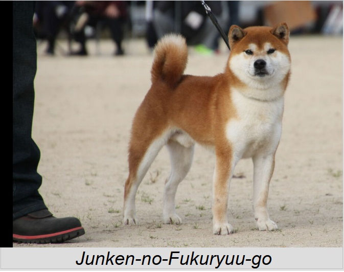 Shiba Fukuryuu