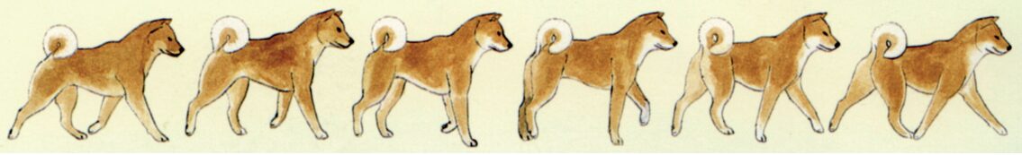 SHIBA BLOG