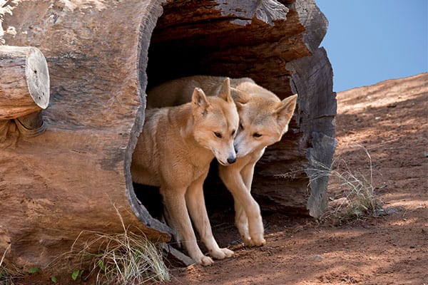 Shiba e Dingo