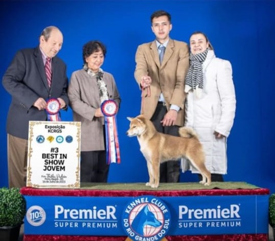 filhotes shiba excepcionais