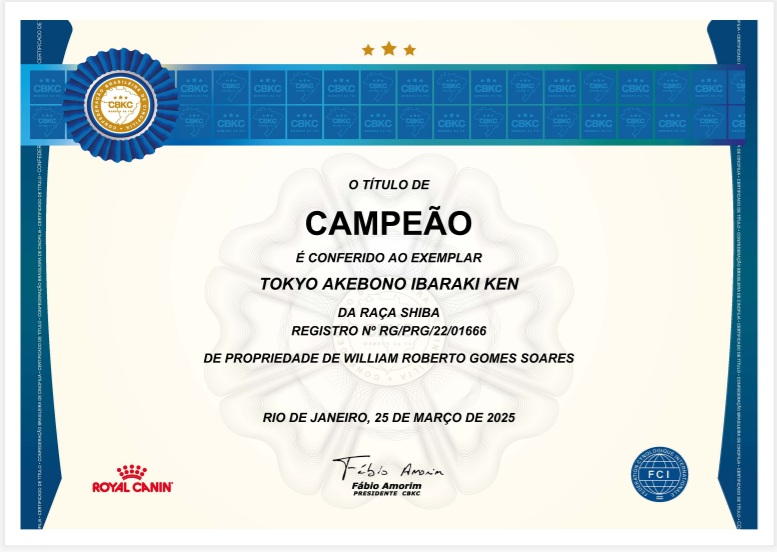 filhotes shiba excepcionais