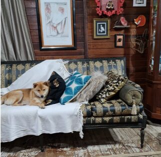 SHIBA PRETO E CASTANHO