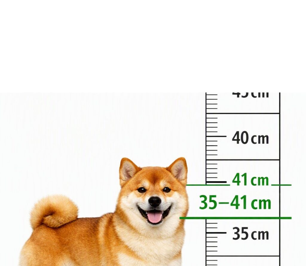 A ALTURA DO SHIBA