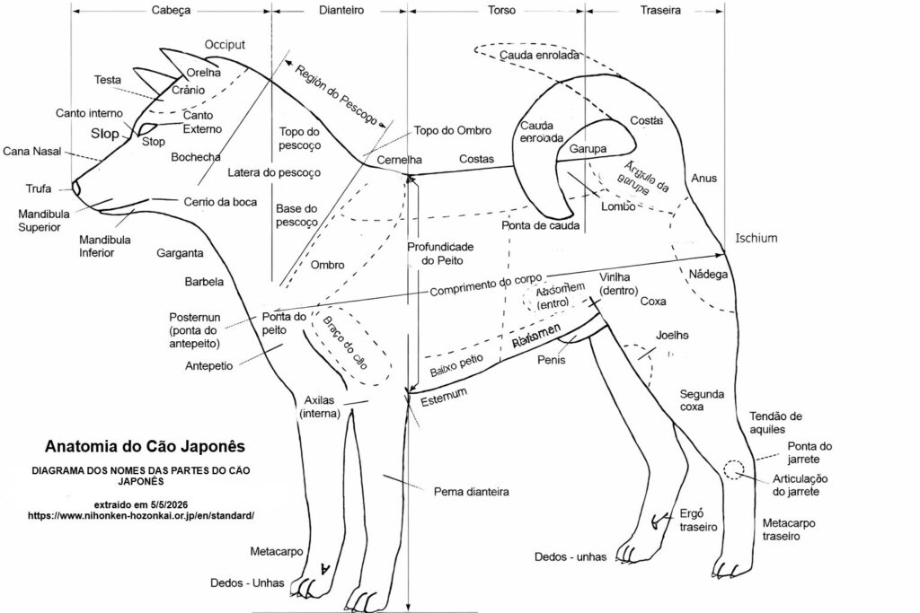 anatomia do cão japonês