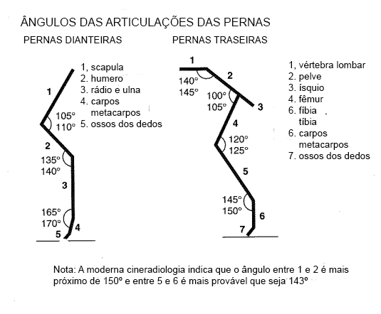 aparencia geral do shiba