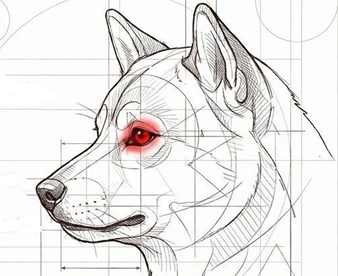 OS OLHOS DO SHIBA