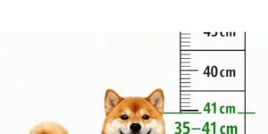A ALTURA DO SHIBA