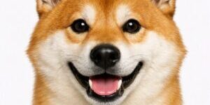 orelhas shiba