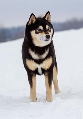 shiba_breedingblack